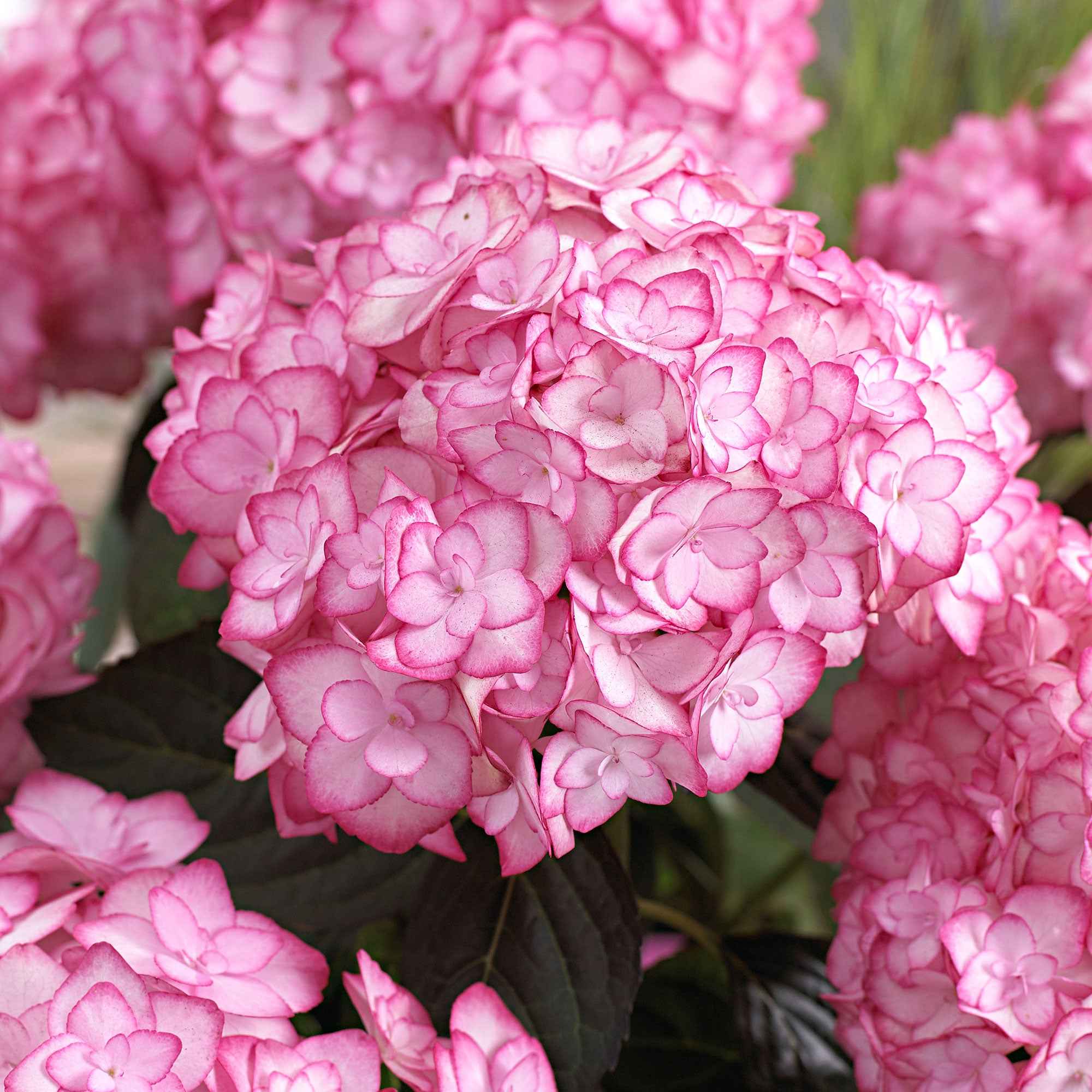 Hortensia 'Miss Saori' - Image 2