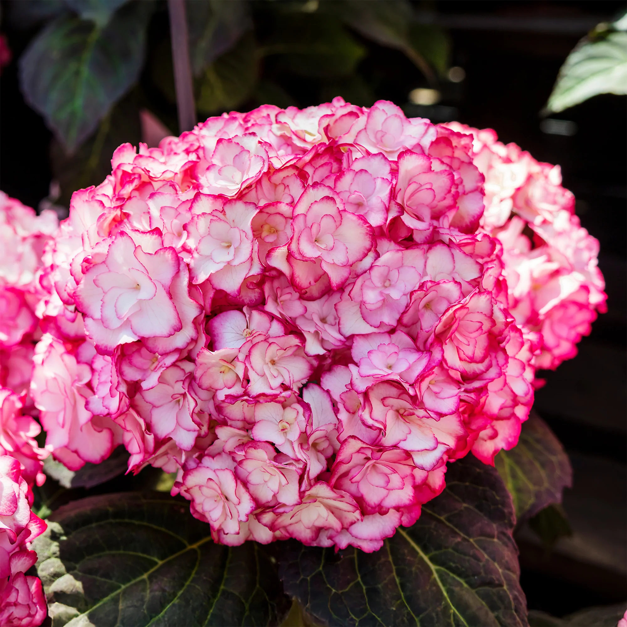 Hortensia 'Miss Saori' - Image 3