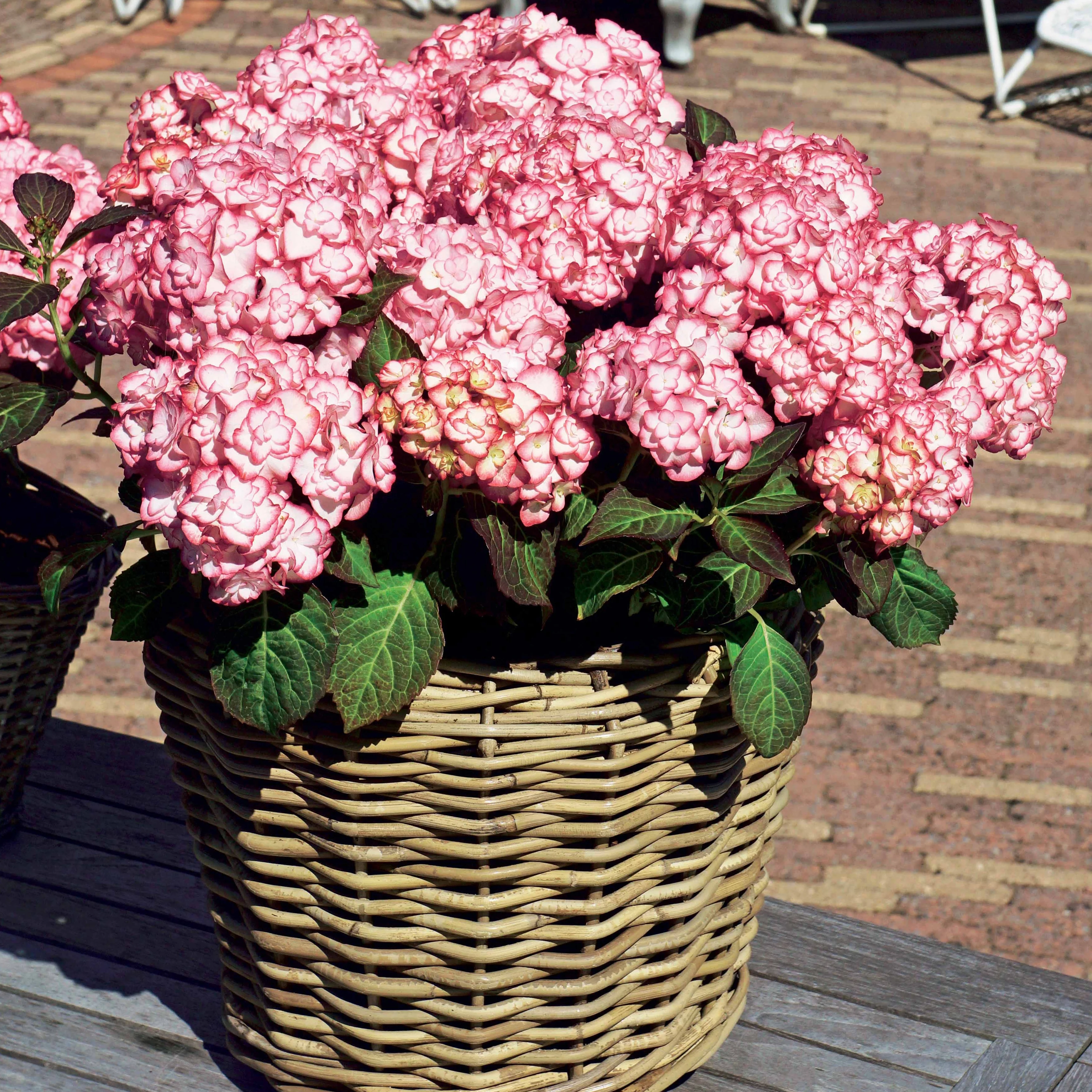 Hortensia 'Miss Saori' - Image 4