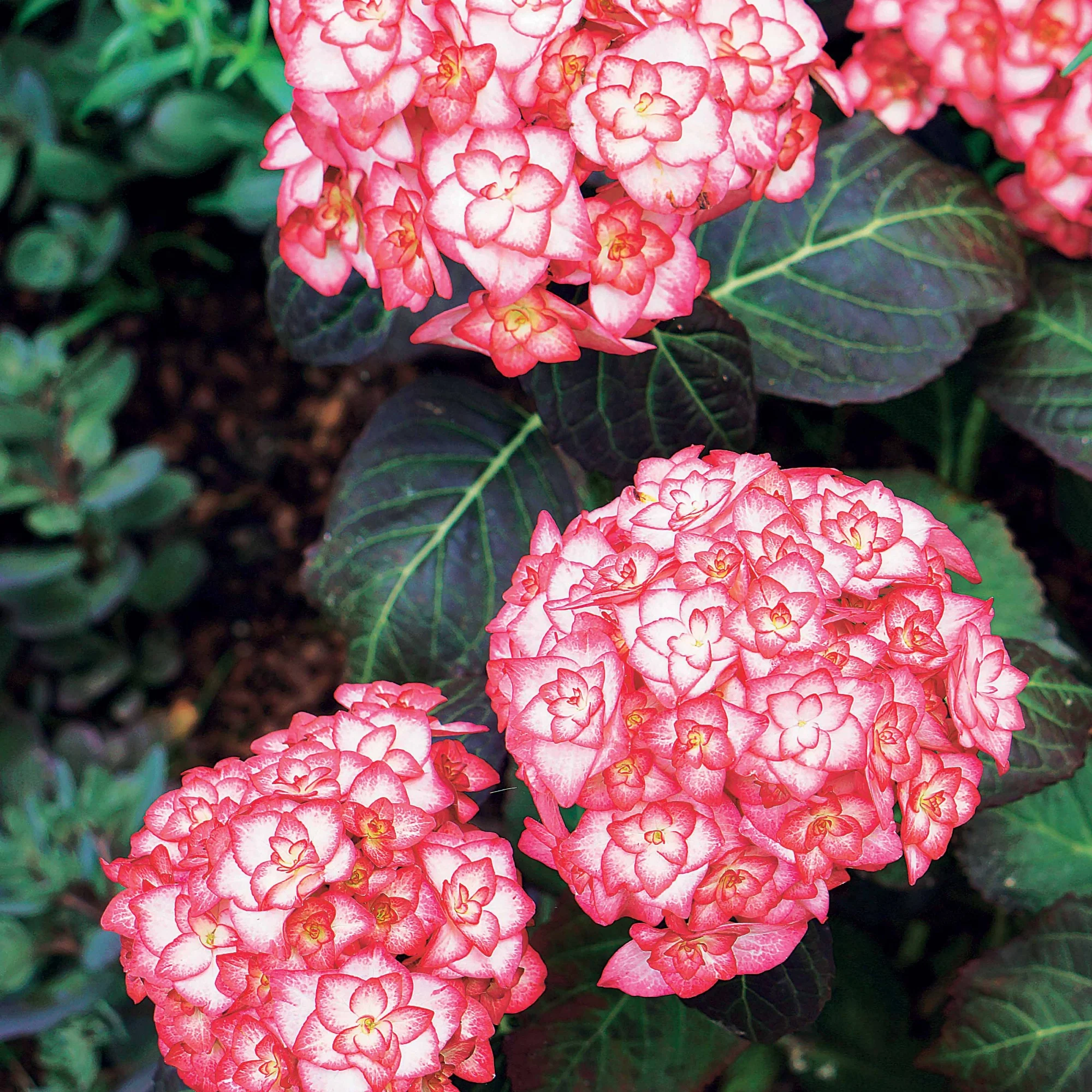 Hortensia 'Miss Saori' - Image 5