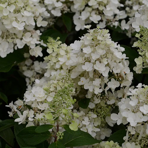 Hortensia paniculé Candlelight