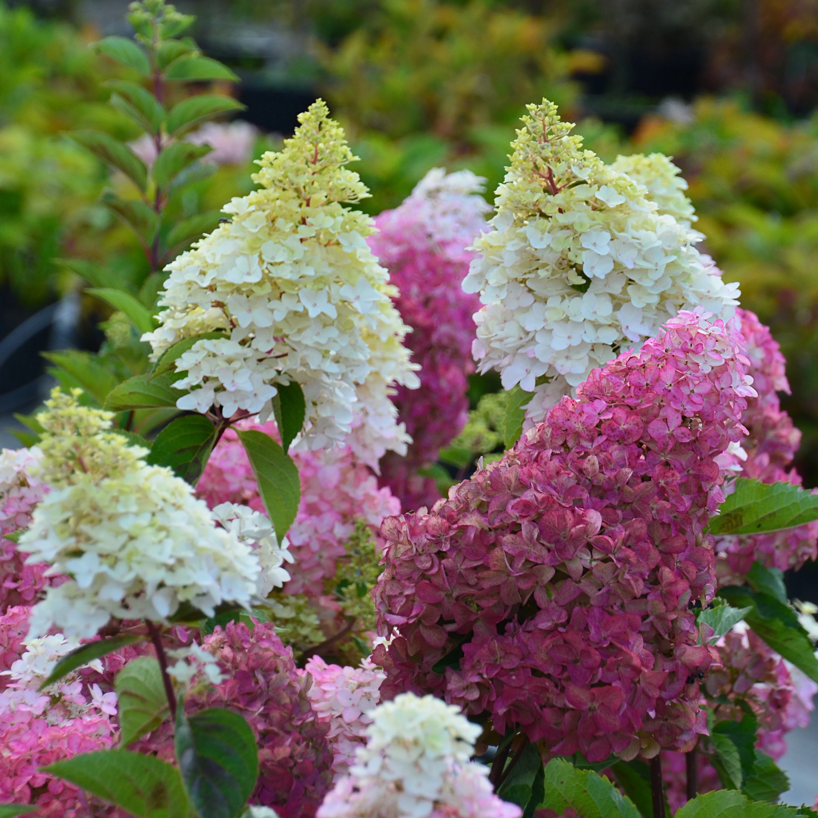 Hortensia paniculé Fraise Melba® Renba