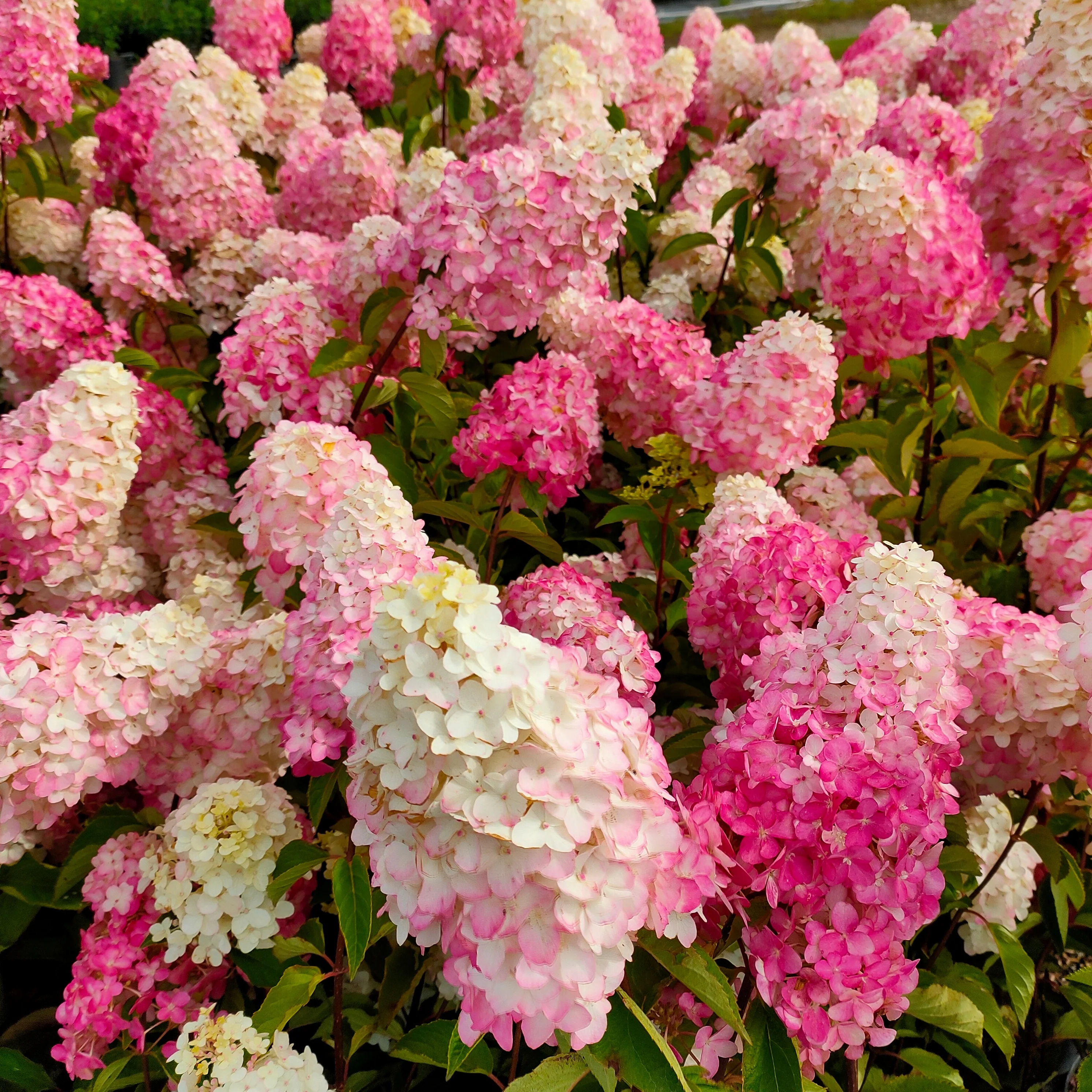 Hortensia paniculé Fraise Melba® Renba - Image 2