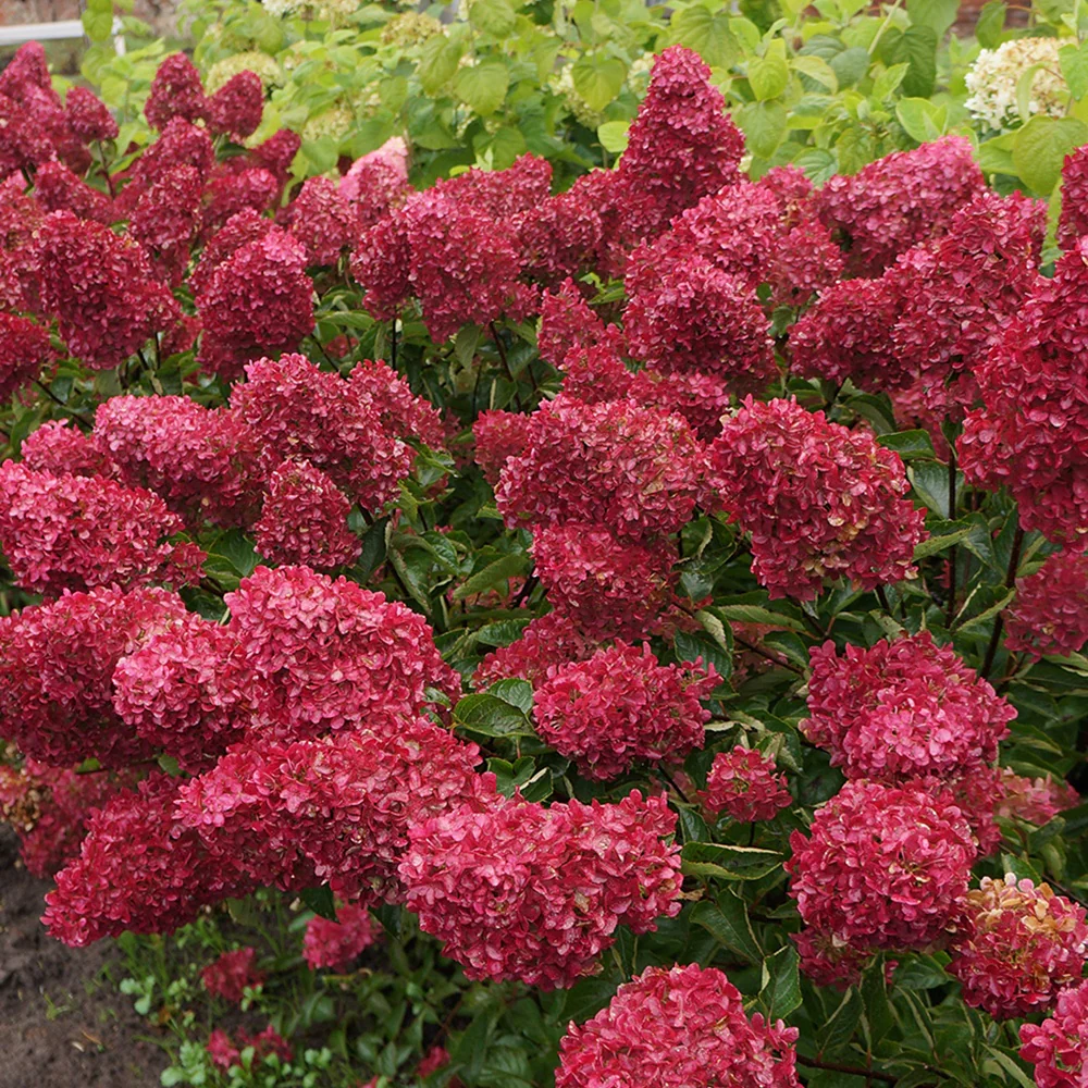 Hortensia paniculé Fraise Melba® Renba - Image 3