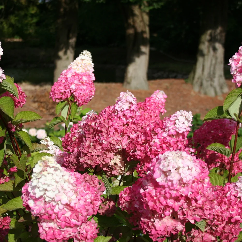 Hortensia paniculé Fraise Melba® Renba - Image 4