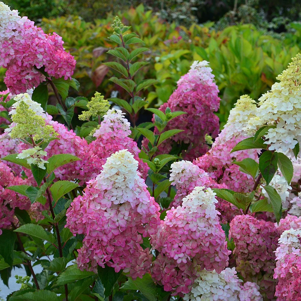 Hortensia paniculé Fraise Melba® Renba - Image 5