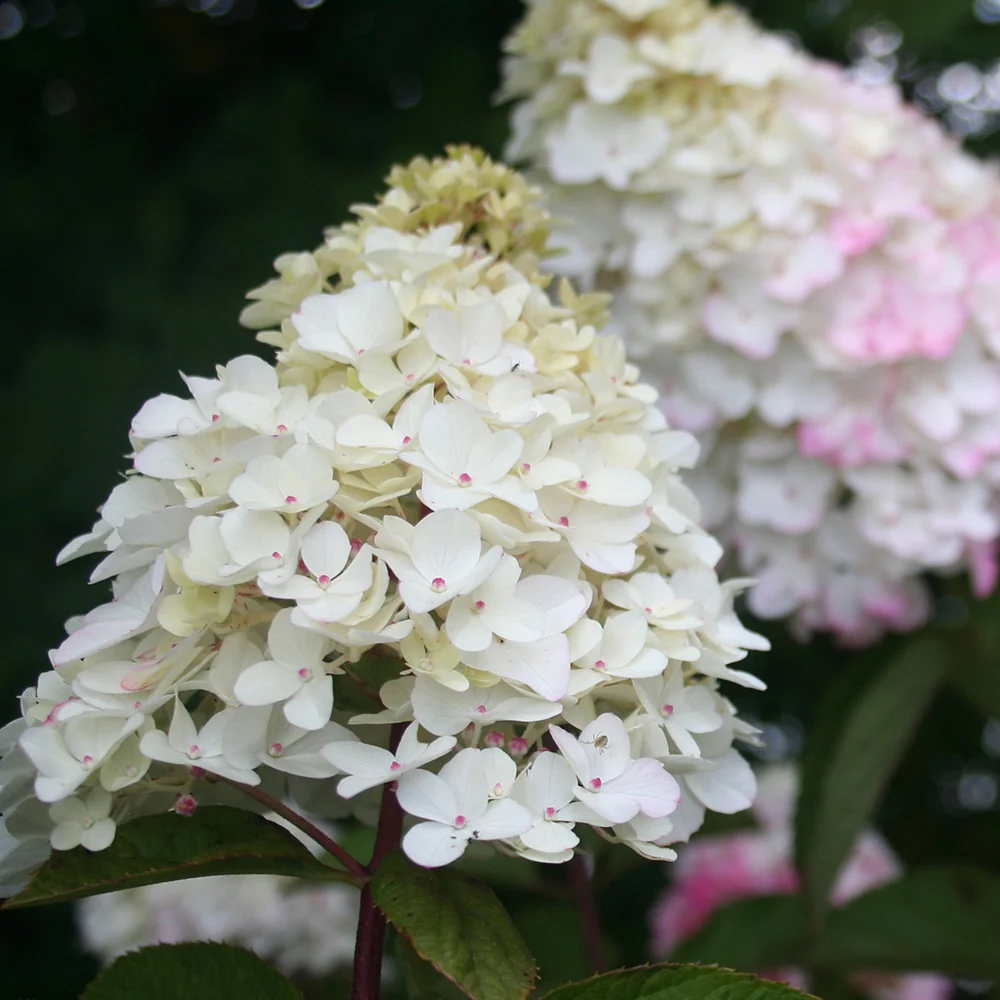 Hortensia paniculé Fraise Melba® Renba - Image 6
