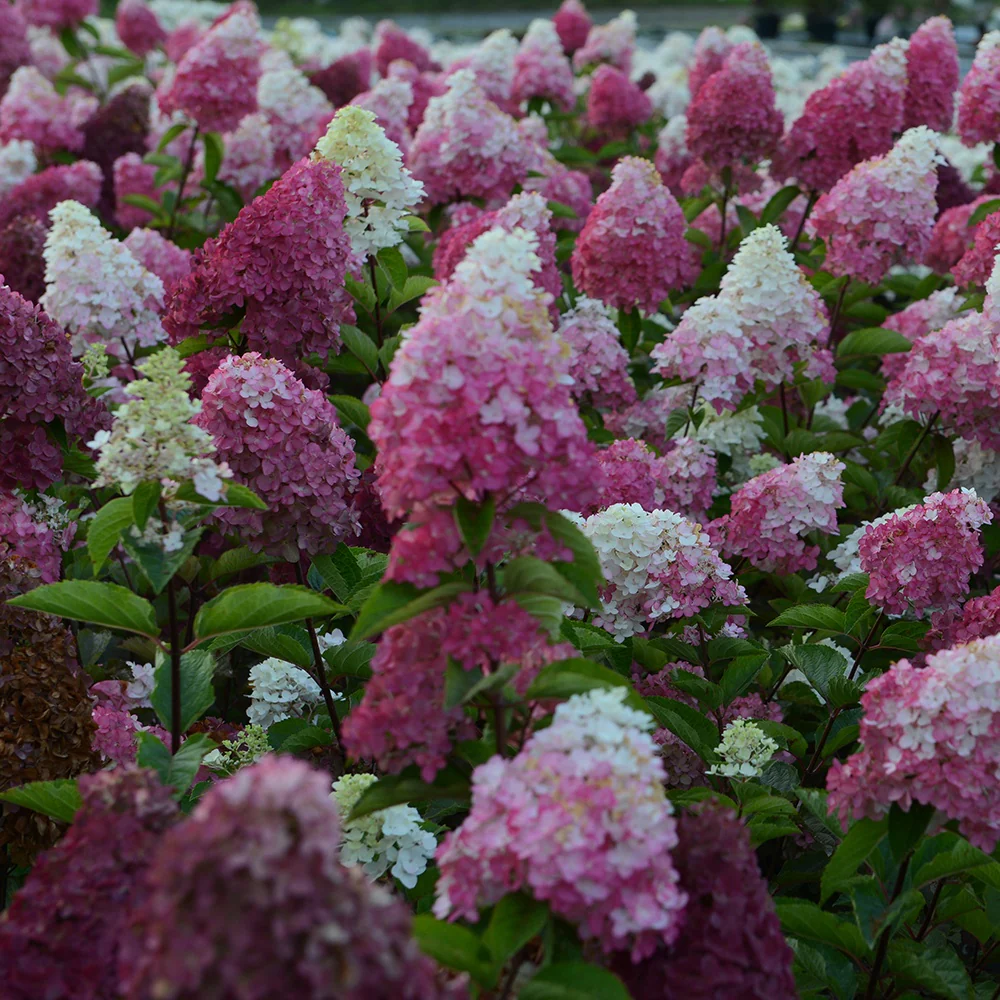 Hortensia paniculé Fraise Melba® Renba - Image 7