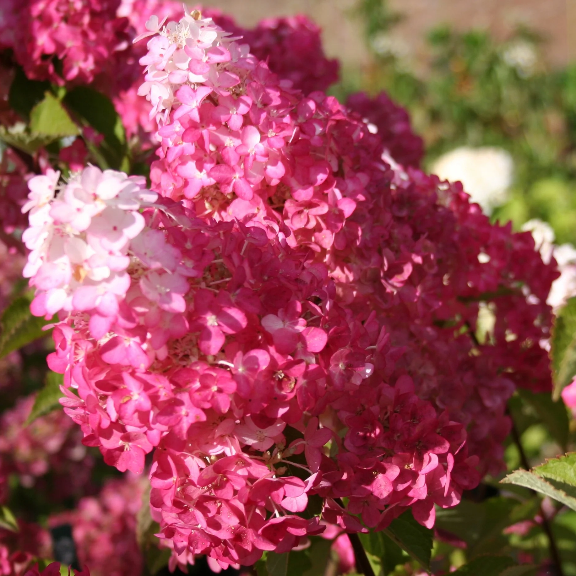 Hortensia paniculé Fraise Melba® Renba - Image 8