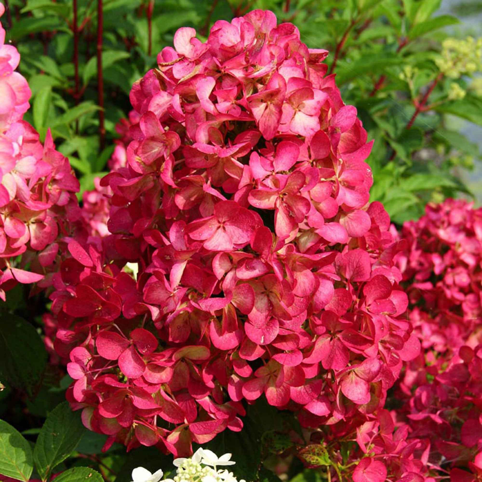 Hydrangea paniculata Diamant Rouge® 'rendia'
