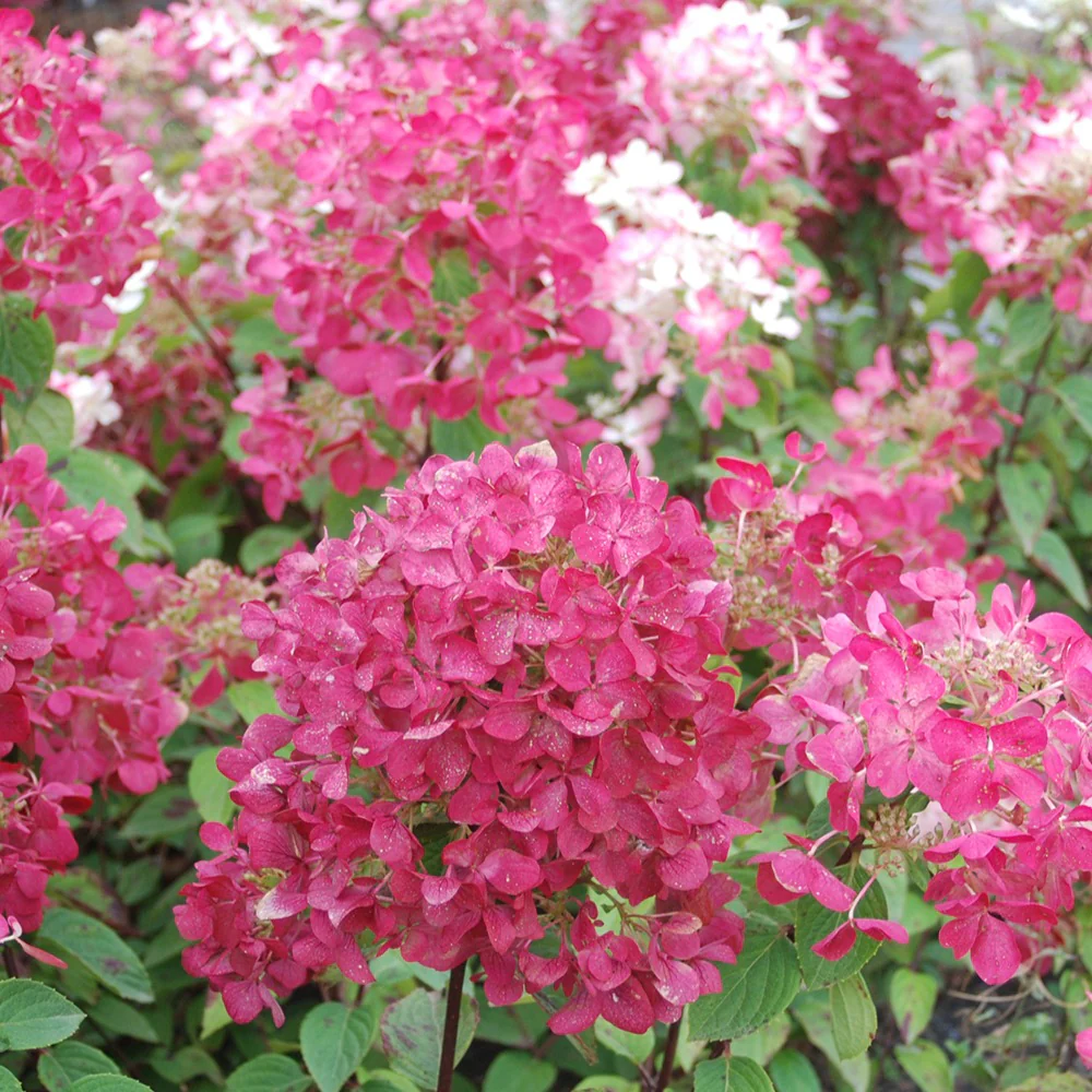 Hydrangea paniculata Diamant Rouge® 'rendia' - Image 2