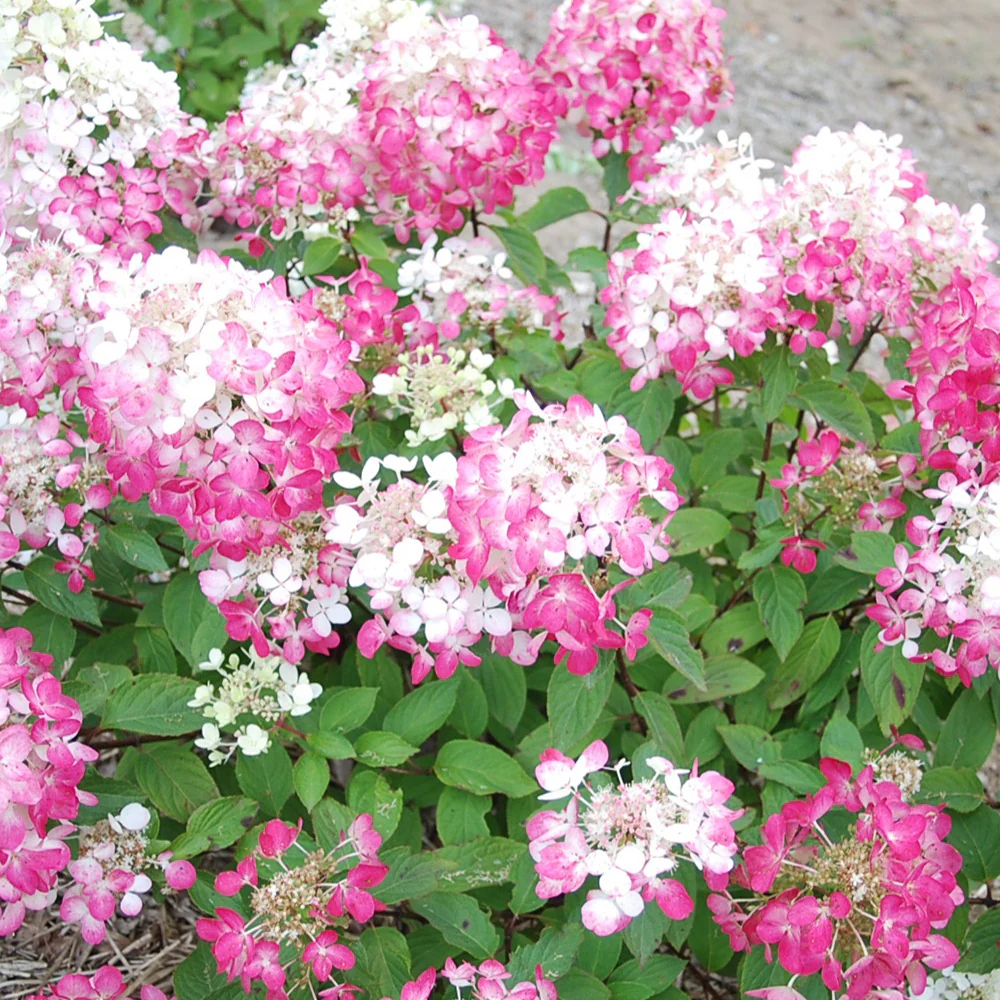 Hydrangea paniculata Diamant Rouge® 'rendia' - Image 3