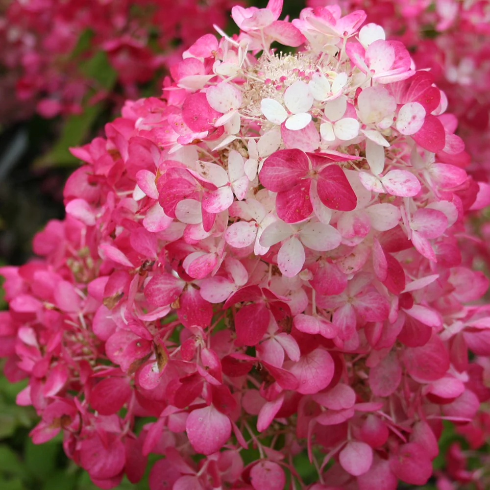 Hydrangea paniculata Diamant Rouge® 'rendia' - Image 4