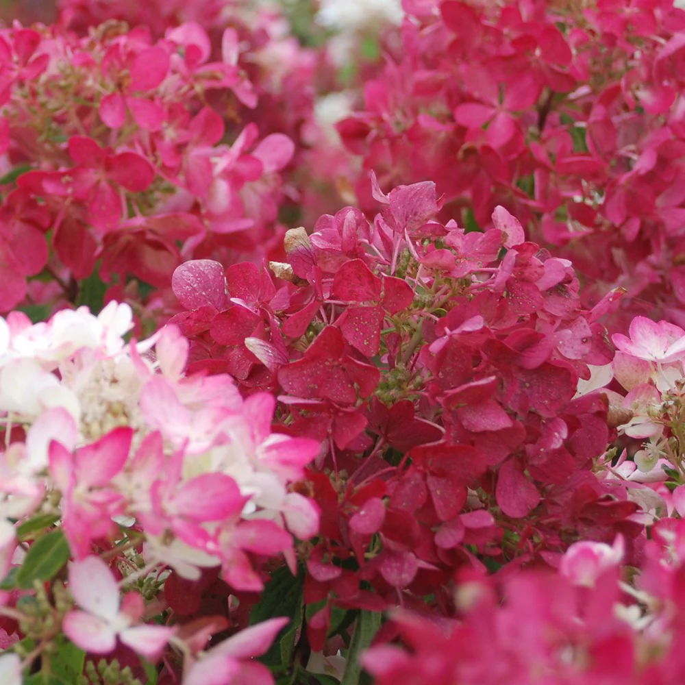 Hydrangea paniculata Diamant Rouge® 'rendia' - Image 5