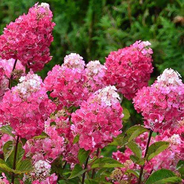 Hortensia paniculé Framboisine® 'Rensam'