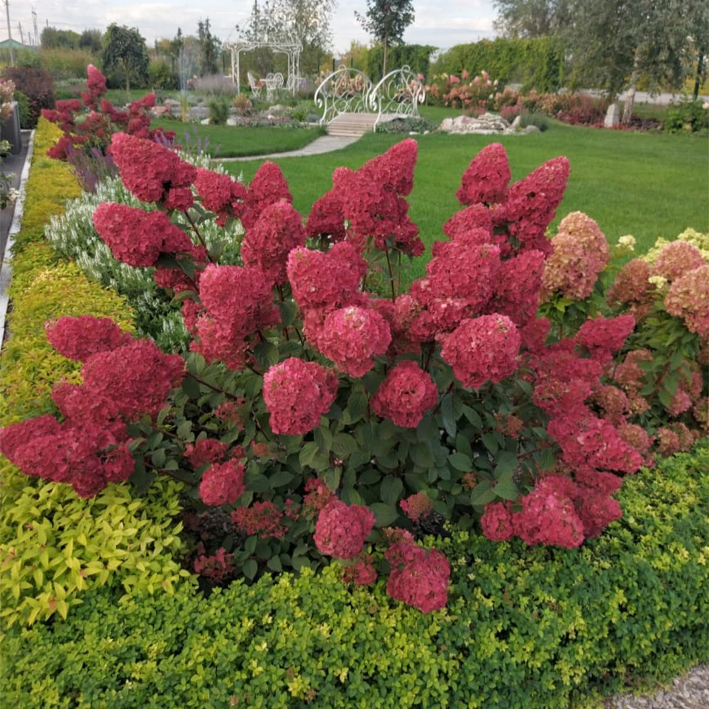 Hortensia paniculé Framboisine® 'Rensam' - Image 3