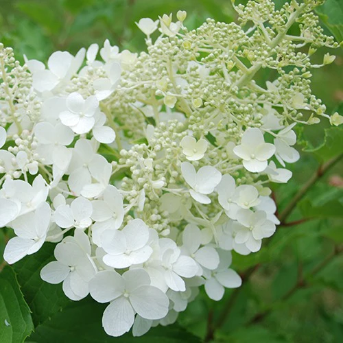 Hortensia paniculé Goliath