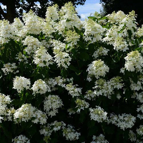 Hortensia paniculé Great Star® Le Vasterival