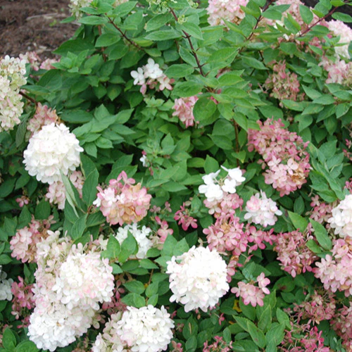 Hortensia paniculé Harry's Souvenir