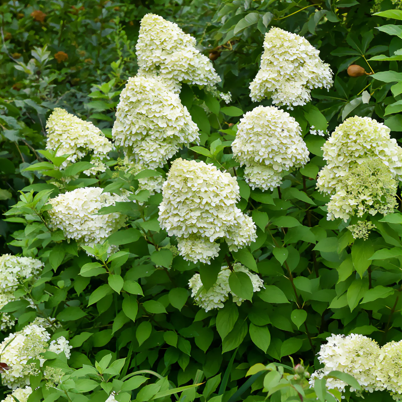 Hortensia paniculé Limelight® - Image 2