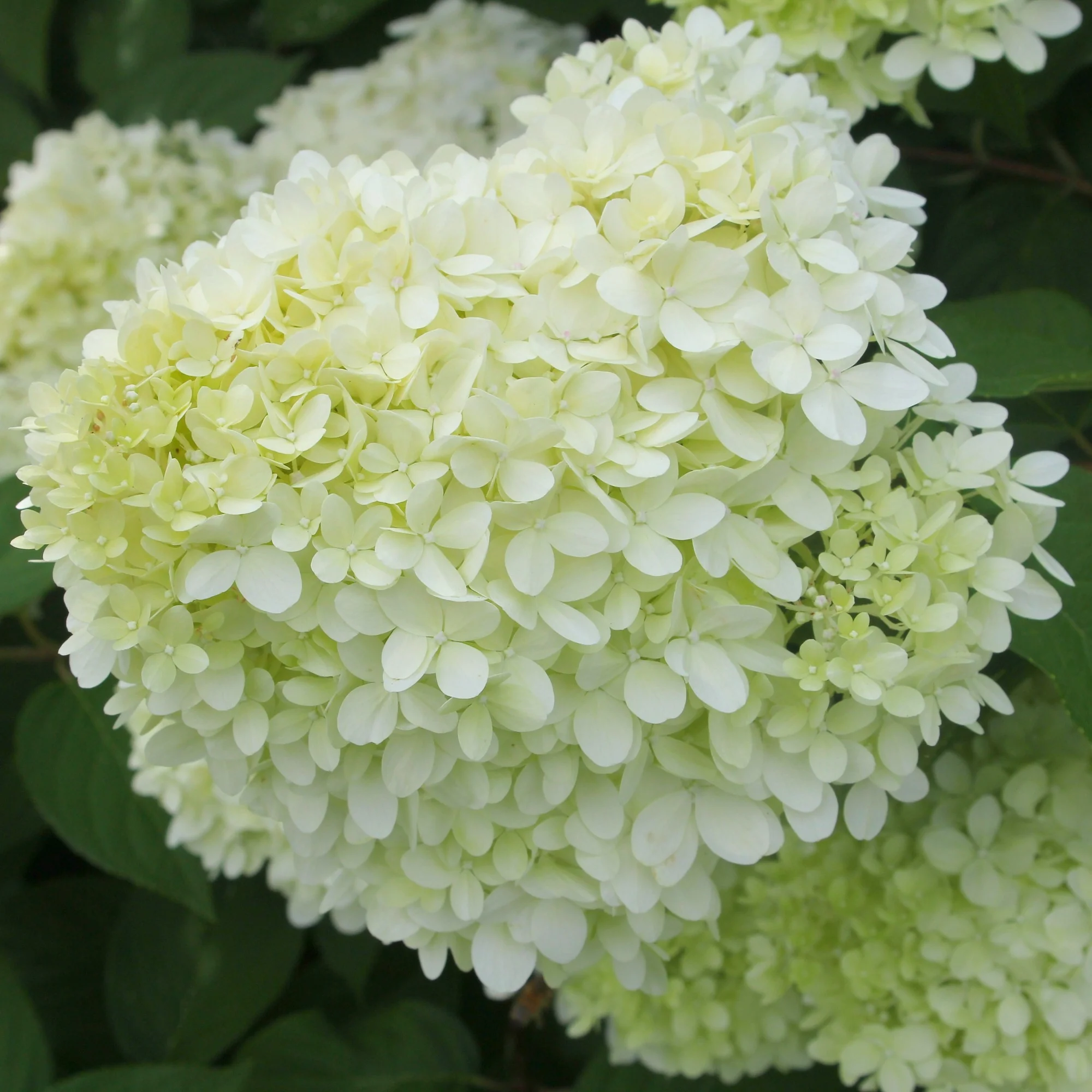 Hortensia Limelight ® sur tige - Image 3