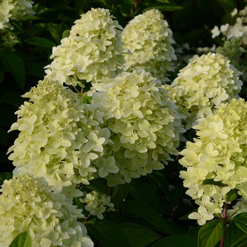 Hortensia paniculé Magical® Candle - Image 3