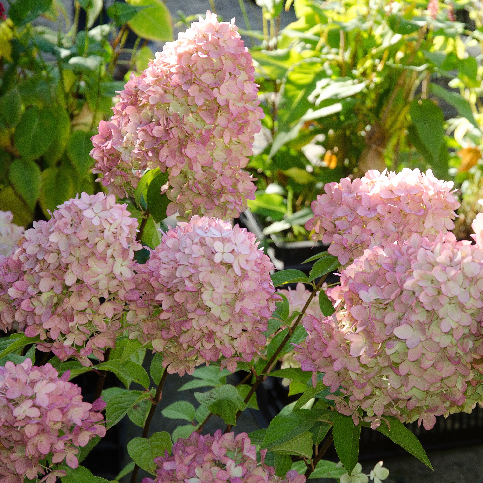 Hortensia paniculé Magical® Candle - Image 4