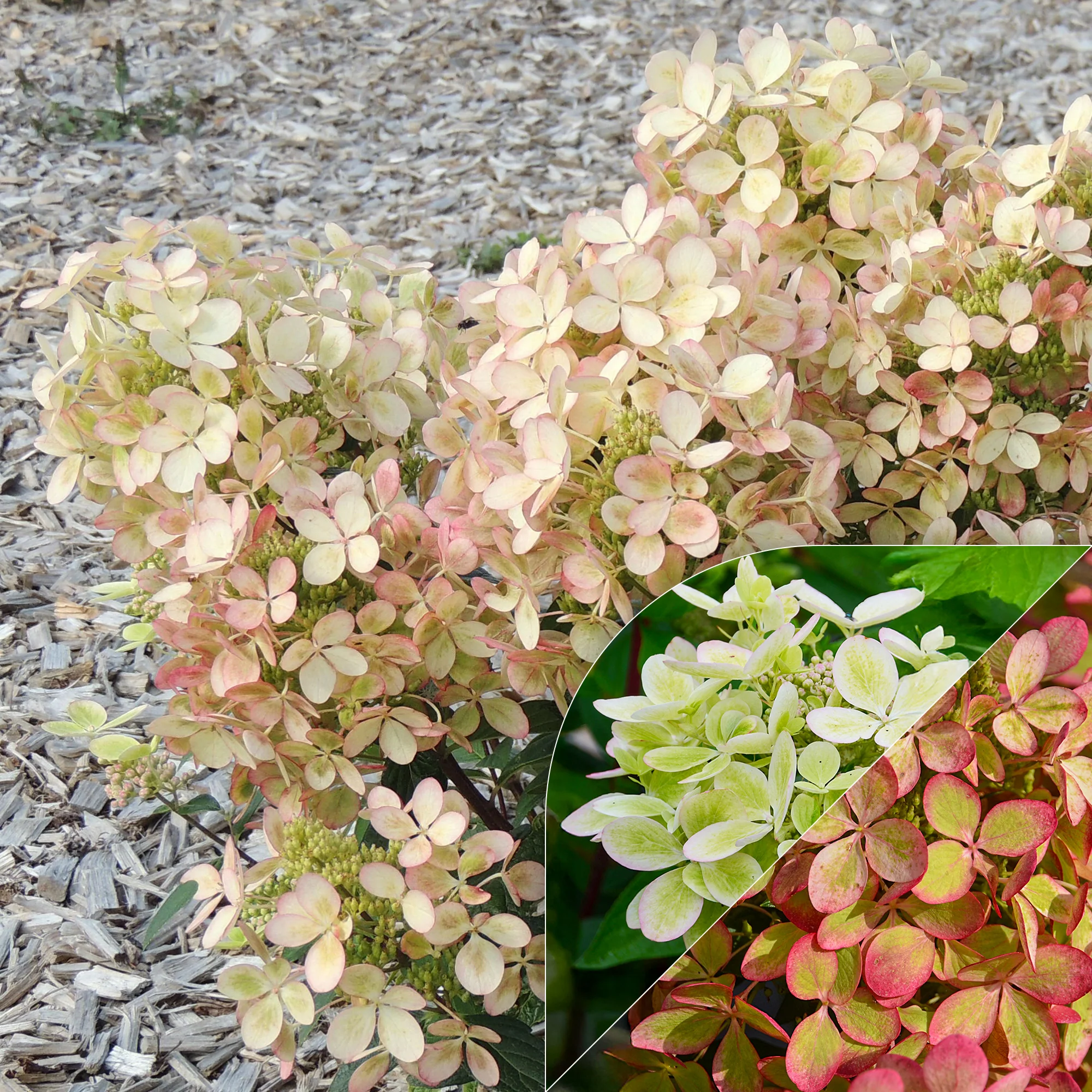 Hortensia paniculé PASTELGREEN® Renxolor