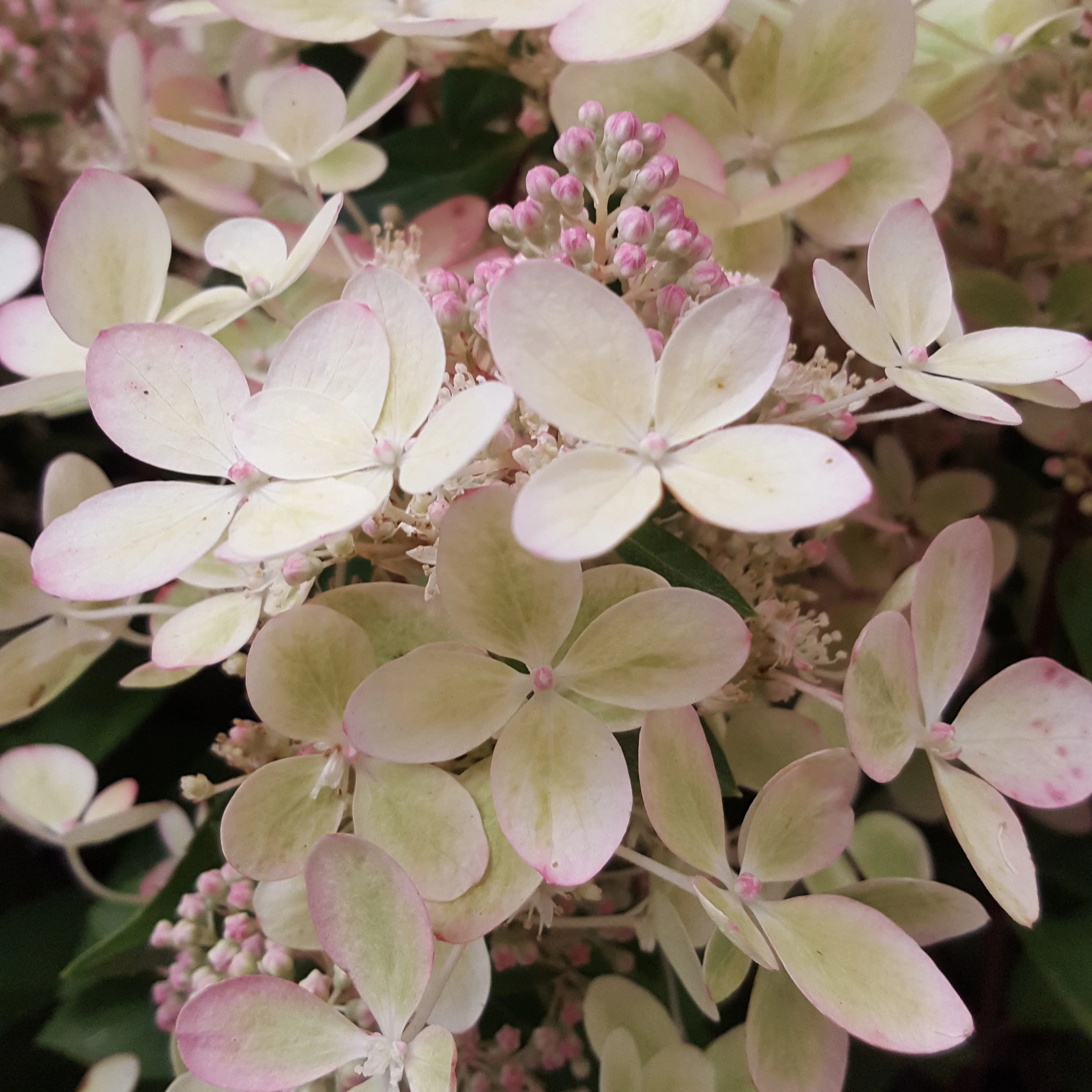 Hortensia paniculé PASTELGREEN® Renxolor - Image 2