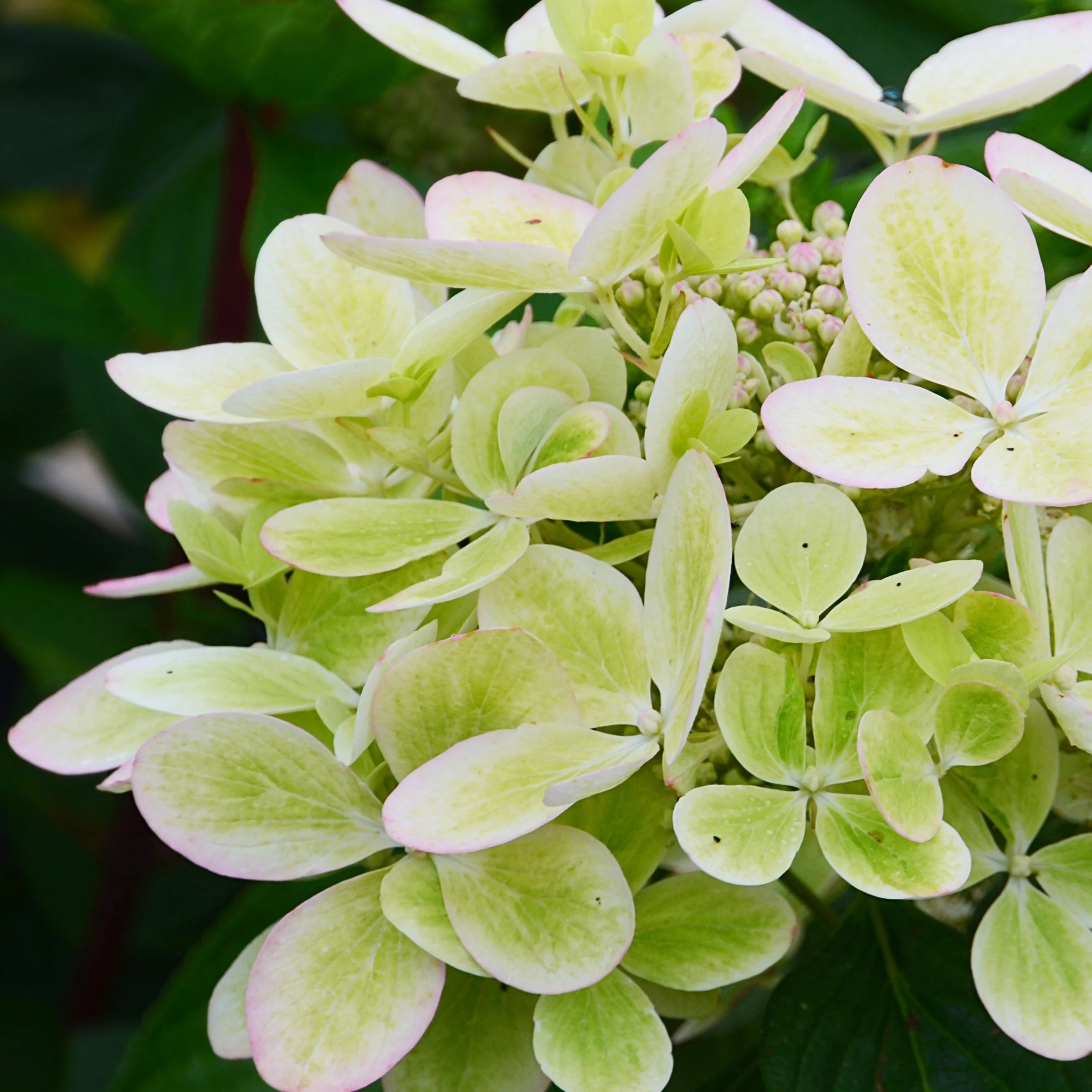 Hortensia paniculé PASTELGREEN® Renxolor - Image 3