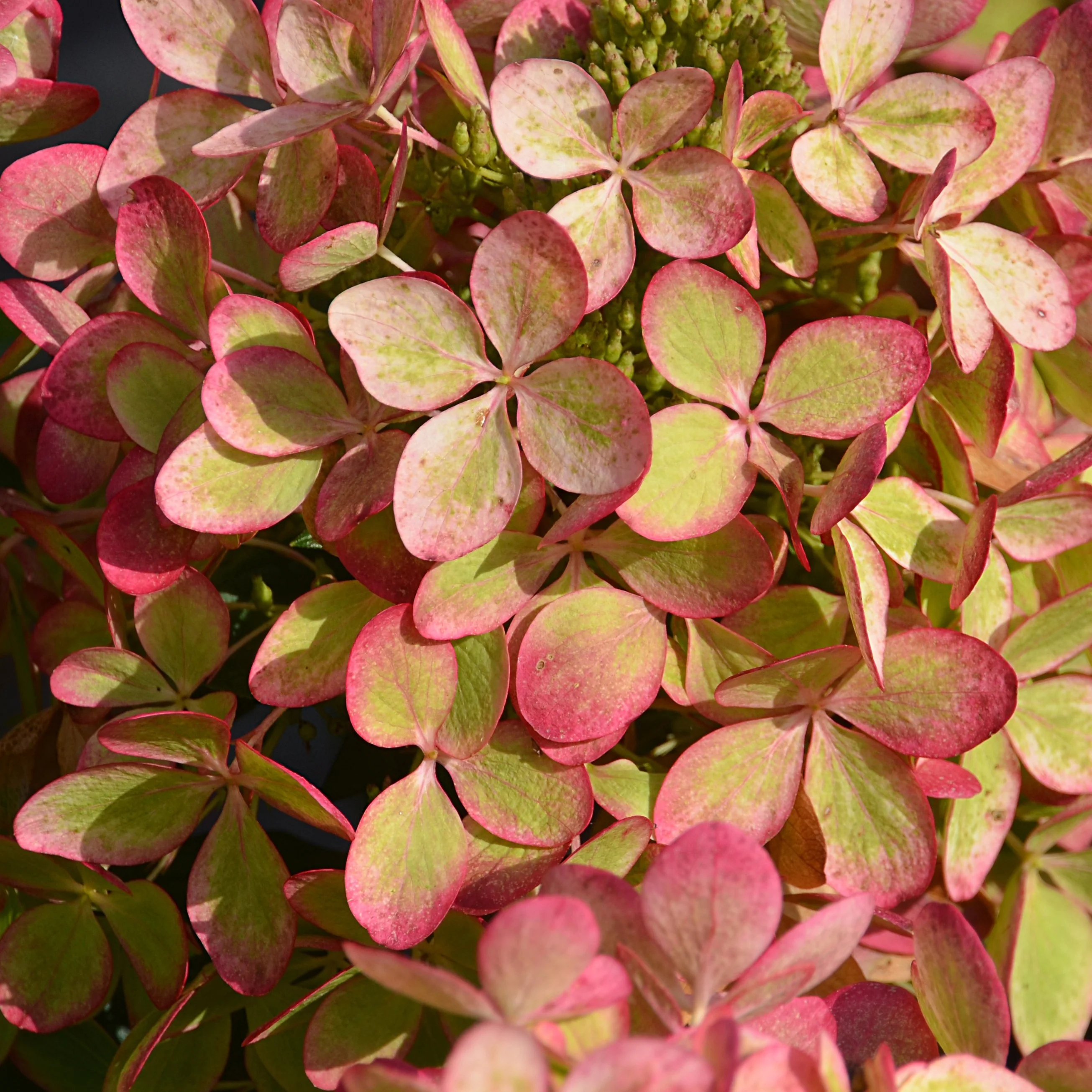 Hortensia paniculé PASTELGREEN® Renxolor - Image 4