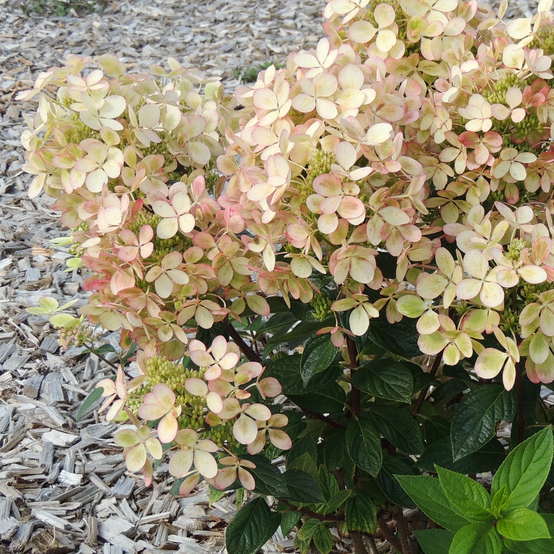 Hortensia paniculé PASTELGREEN® Renxolor - Image 5