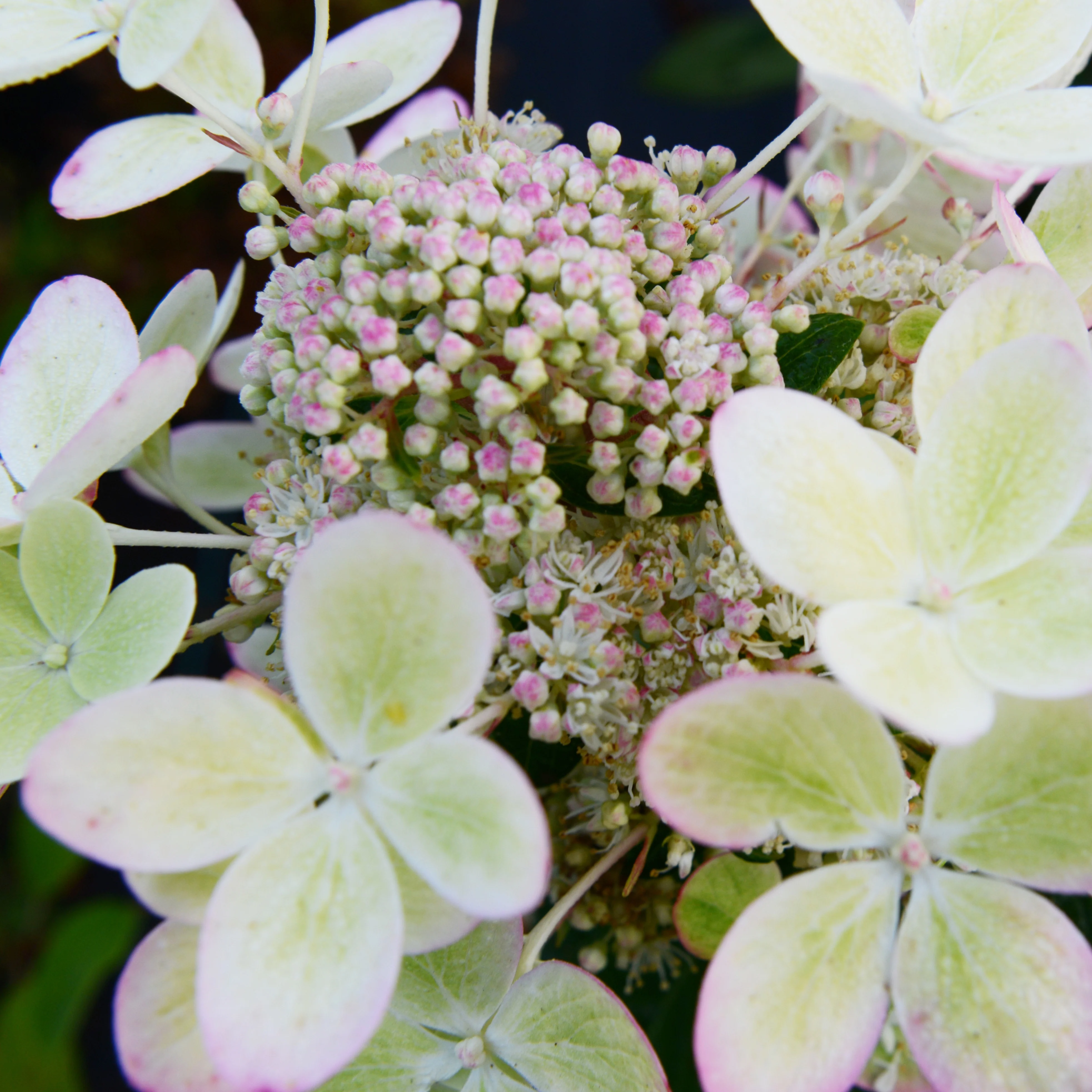 Hortensia paniculé PASTELGREEN® Renxolor - Image 6