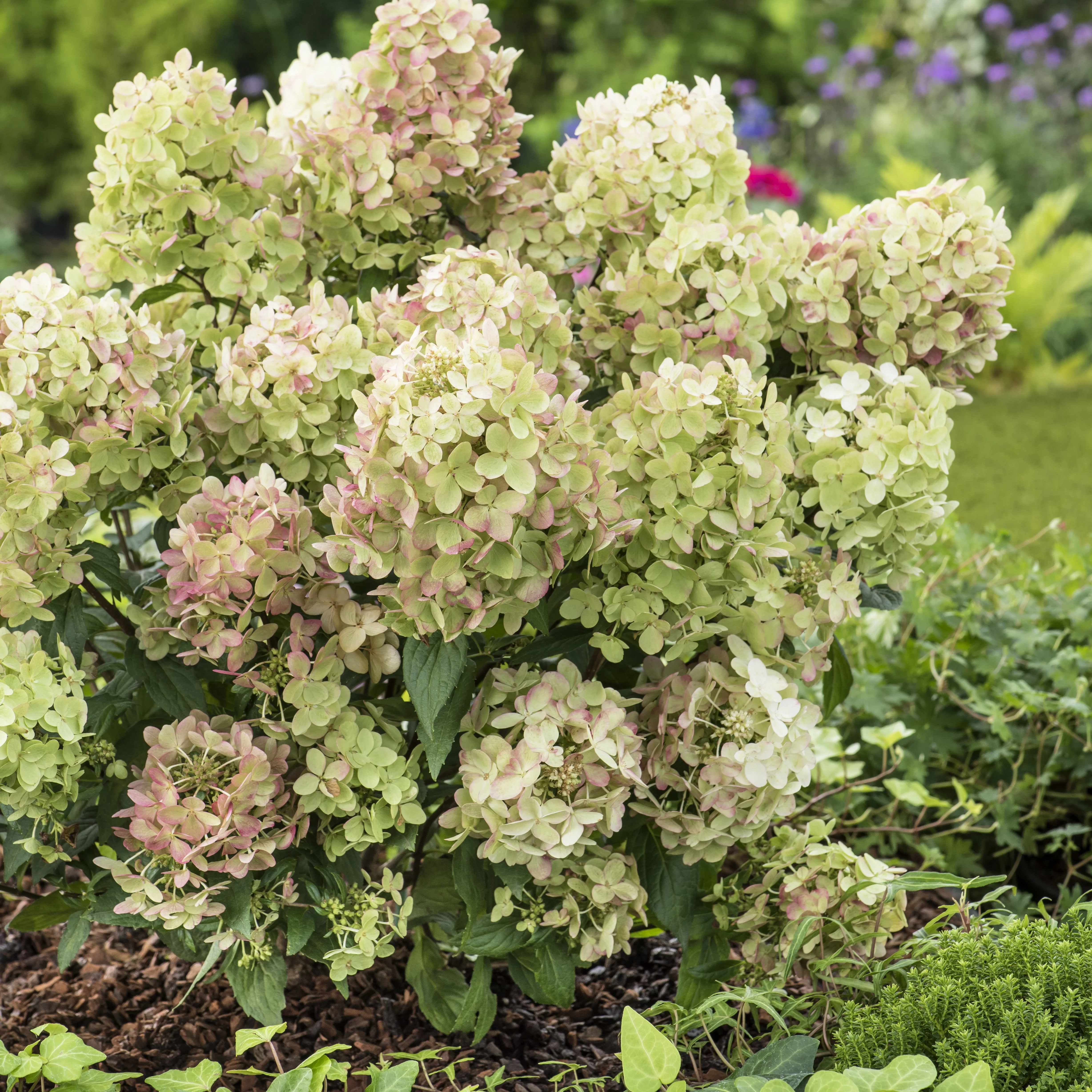 Hortensia paniculé PETITE® Star