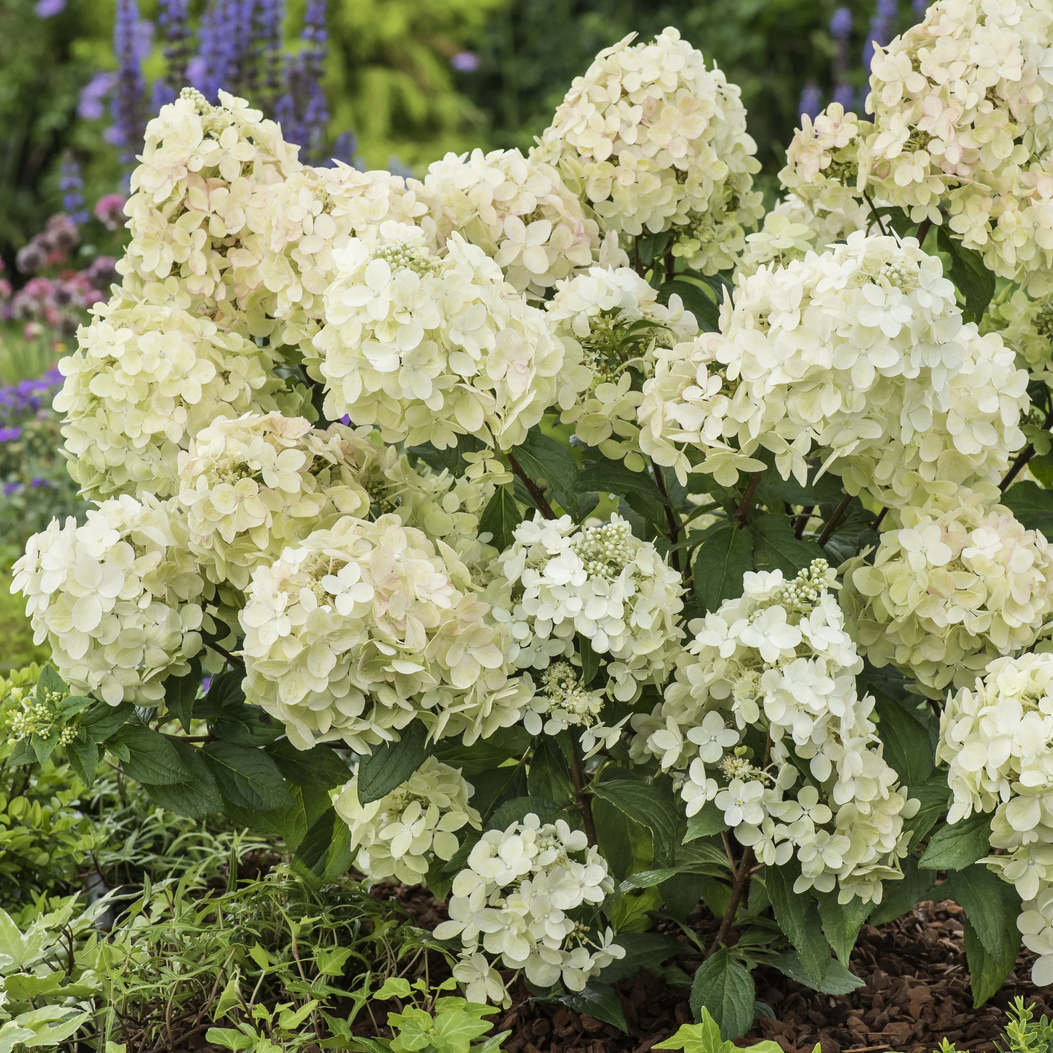 Hortensia paniculé PETITE® Star - Image 2
