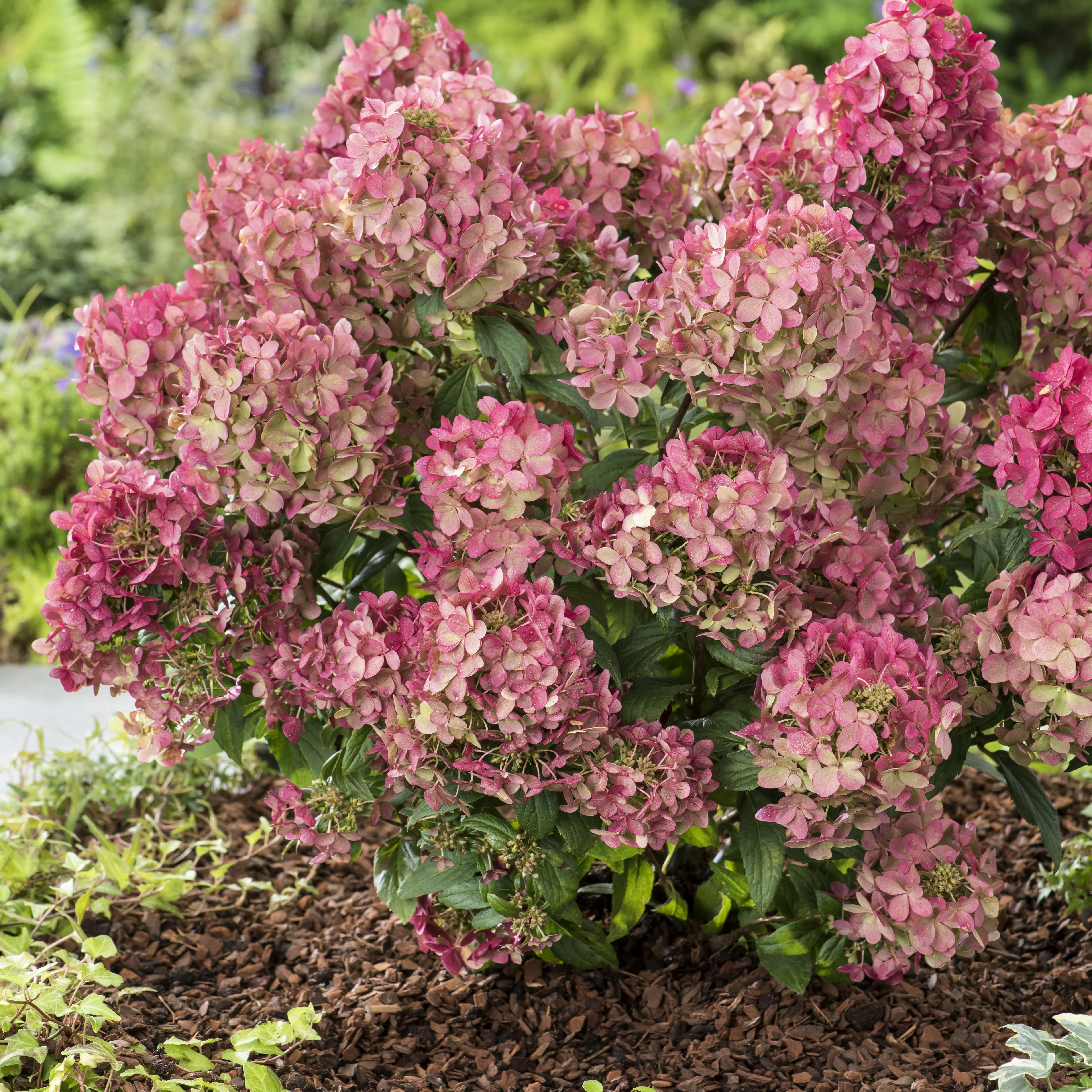 Hortensia paniculé PETITE® Star - Image 3