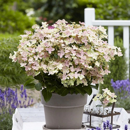 Hortensia paniculé Polestar®