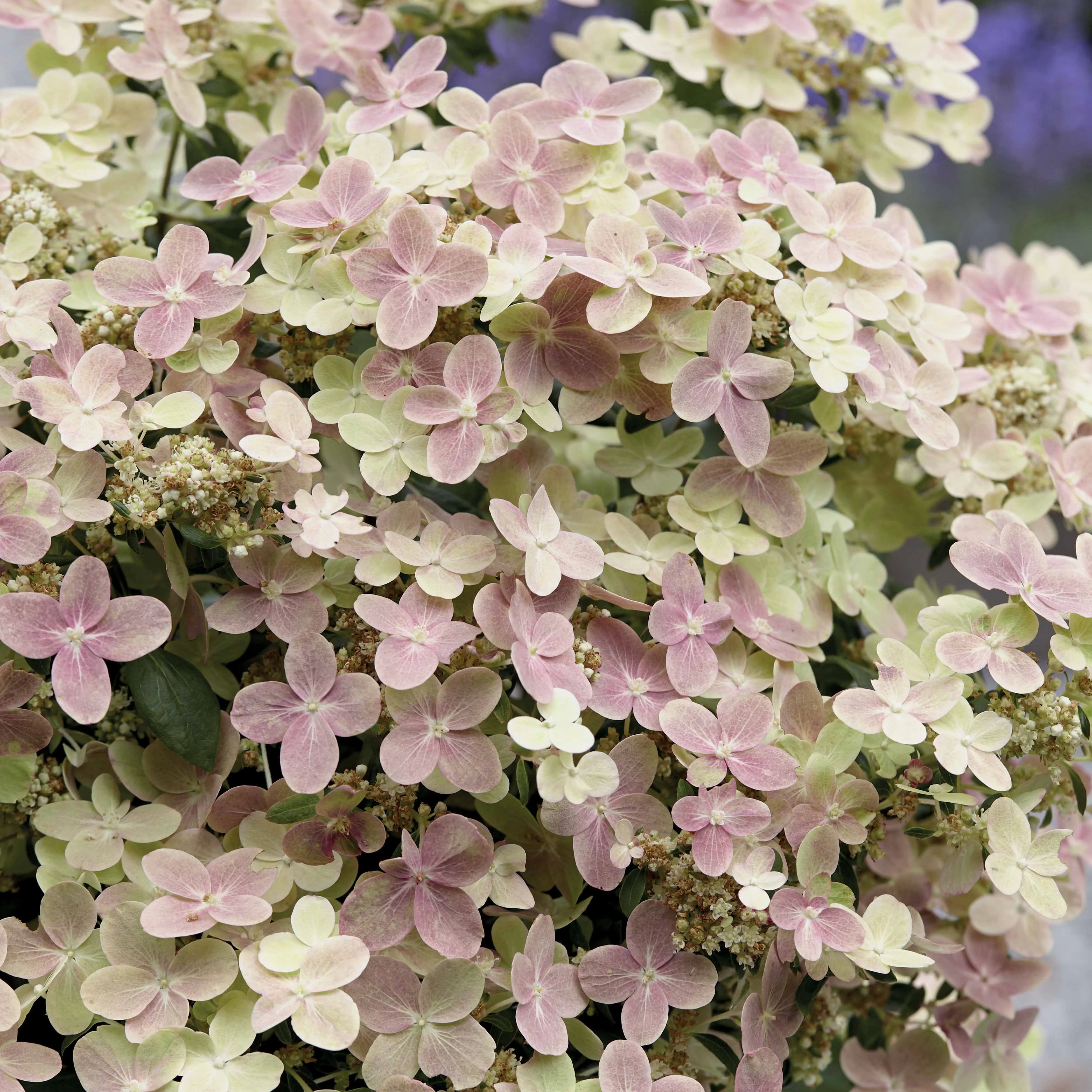 Hortensia paniculé Polestar® - Image 2