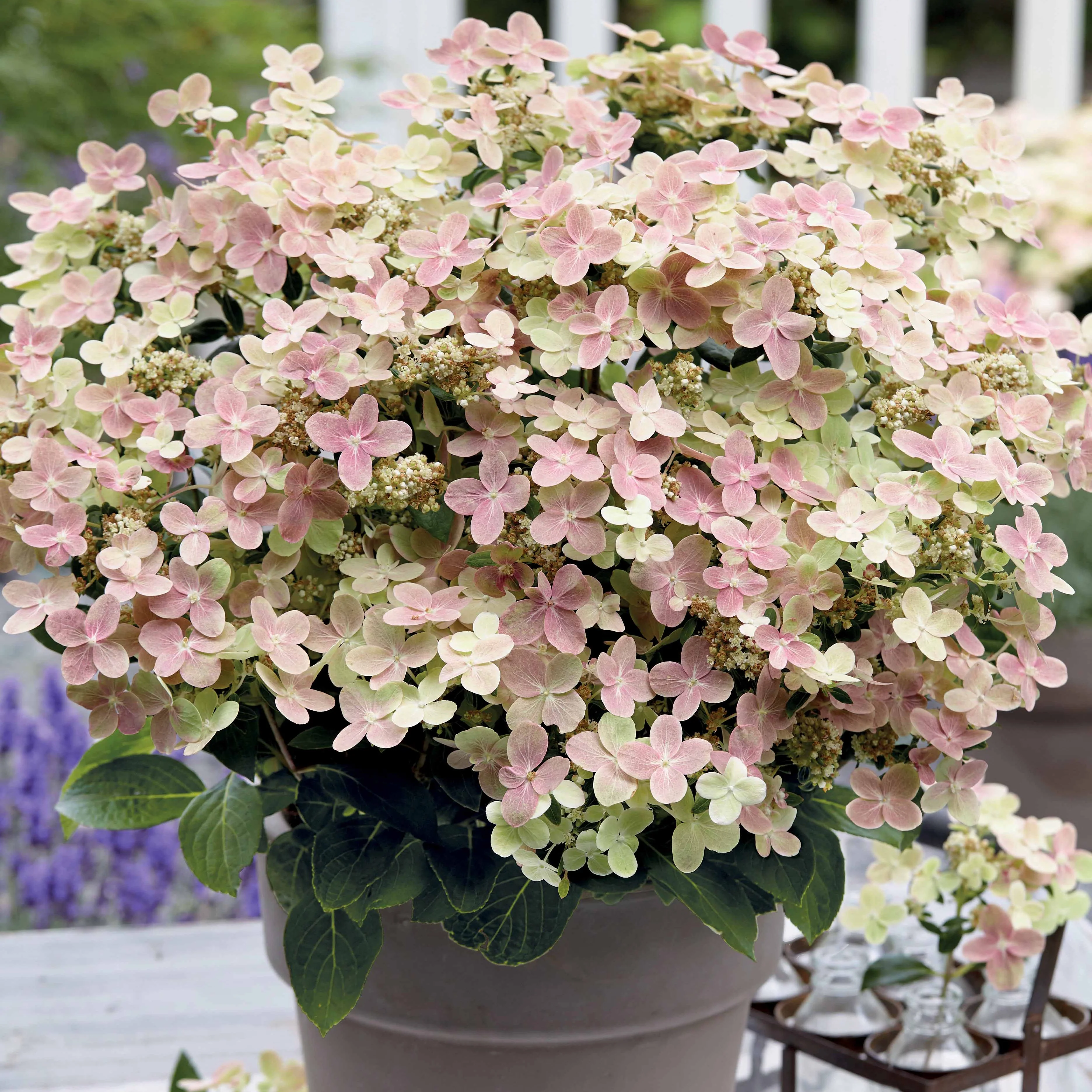 Hortensia paniculé Polestar® - Image 3