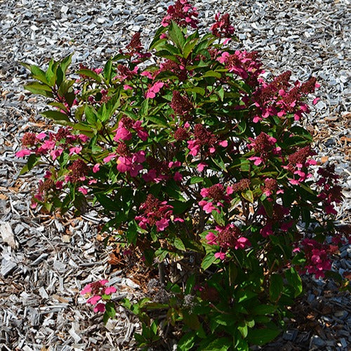 Hortensia paniculé Prim'Red® Couhaprim