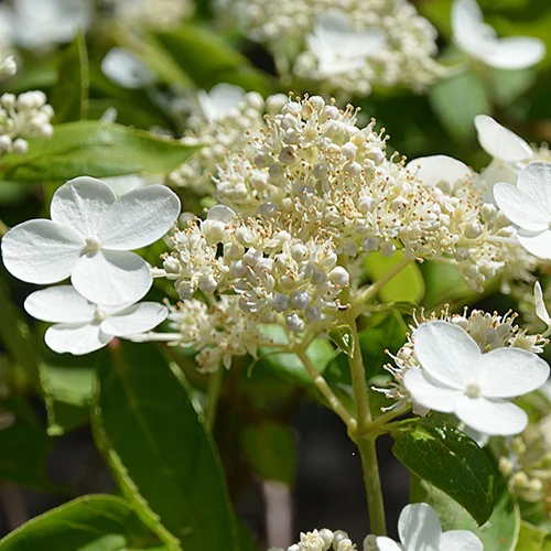 Hortensia paniculé Prim'White® Dolprim