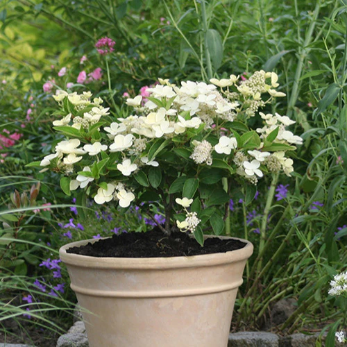Hortensia paniculé Prim'White® Dolprim - Image 2