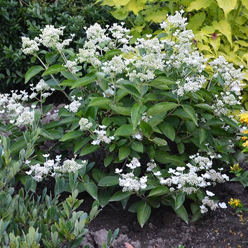 Hortensia paniculé Prim'White® Dolprim - Image 3