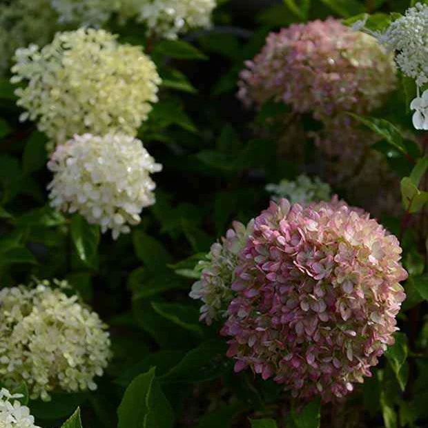 Hortensia paniculé Romantic Ace® Renvagor - Image 2