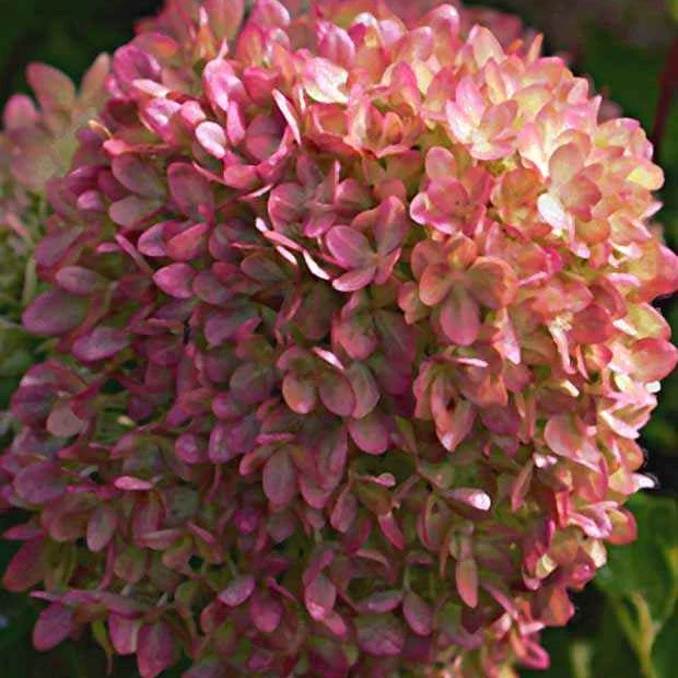 Hortensia paniculé Romantic Ace® Renvagor - Image 3
