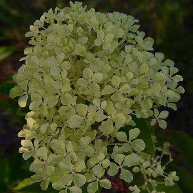 Hortensia paniculé Romantic Ace® Renvagor - Image 4