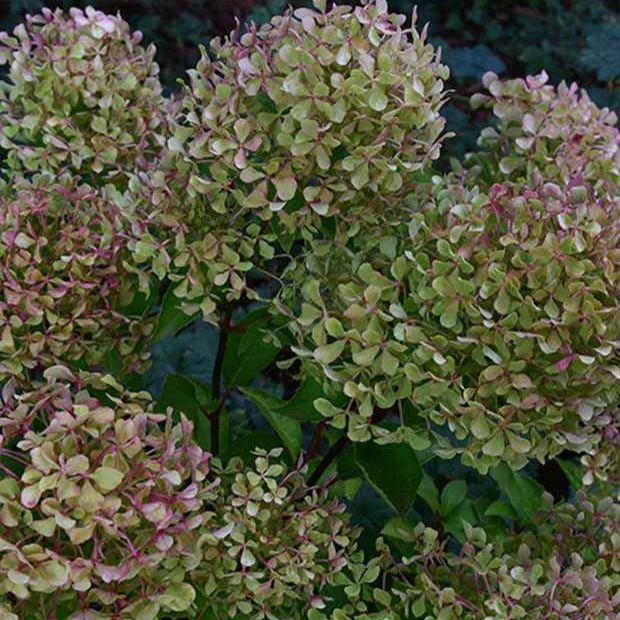 Hortensia paniculé Romantic Ace® Renvagor - Image 5