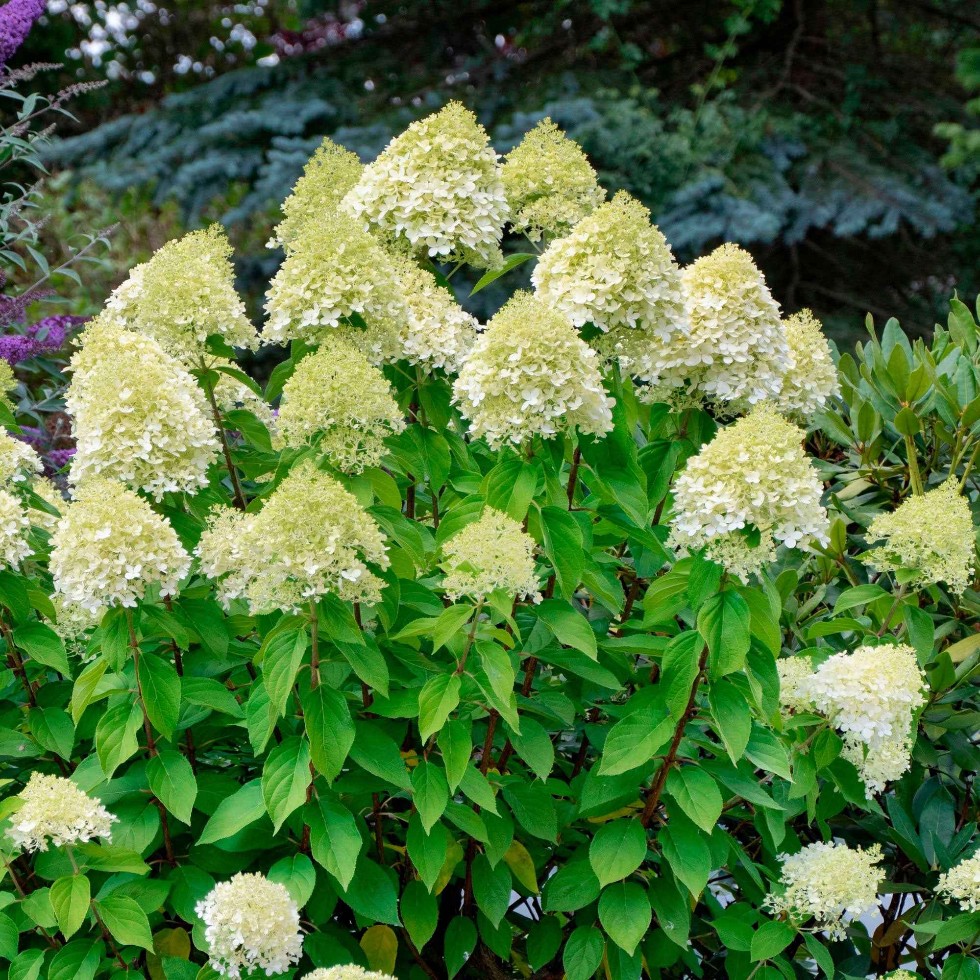 Hortensia paniculé 'Silver Dollar' - Image 2