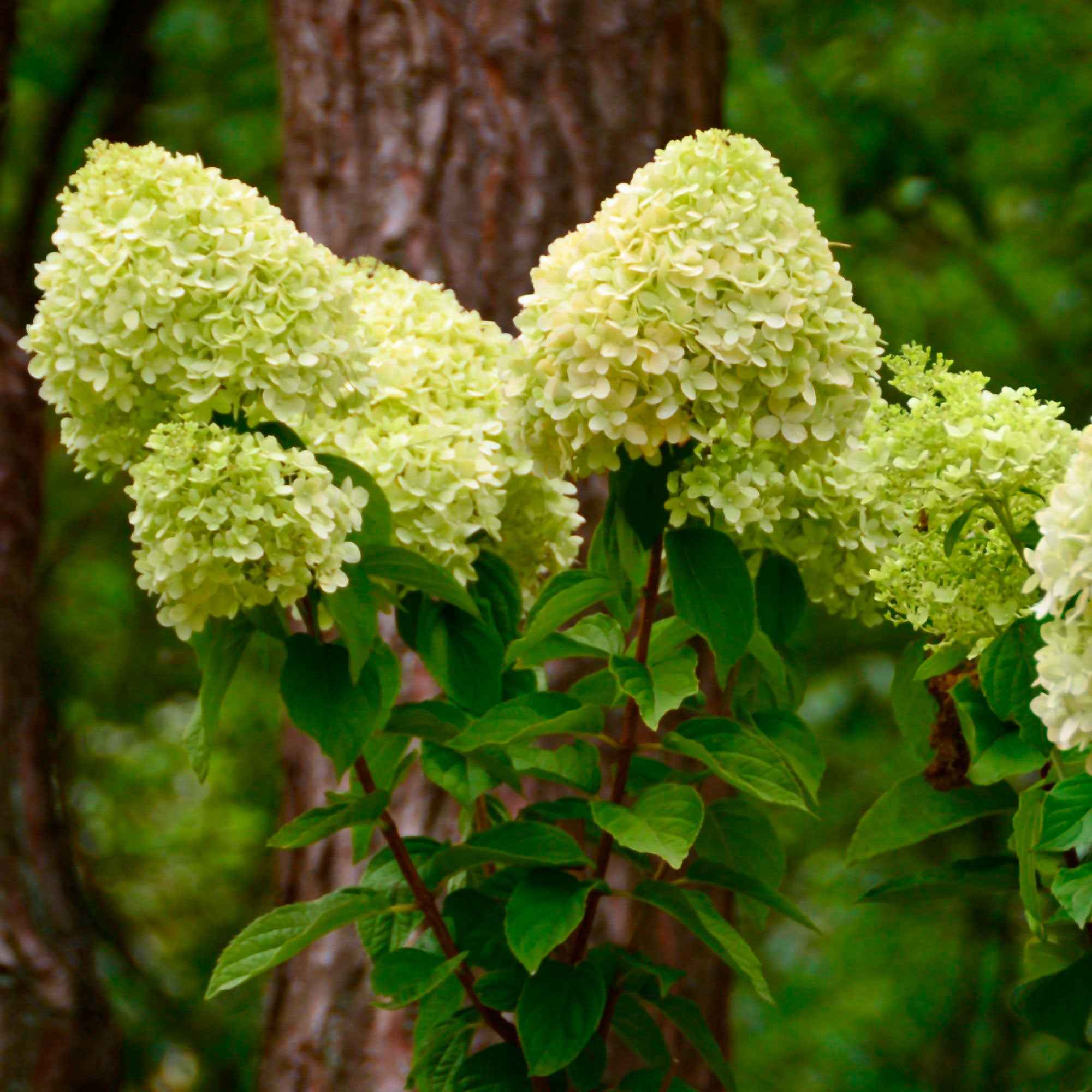 Hortensia paniculé 'Silver Dollar' - Image 4