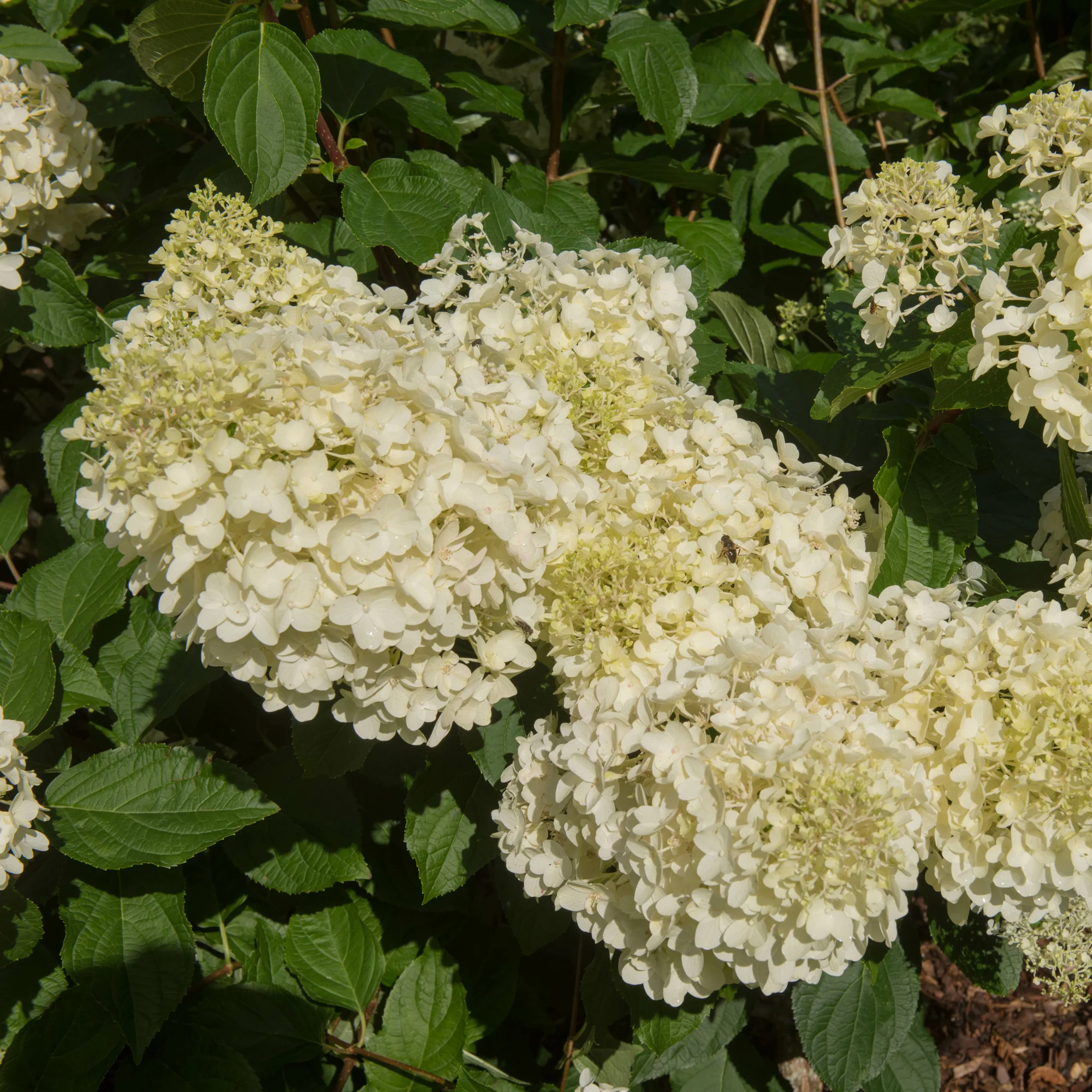 Hortensia paniculé 'Silver Dollar' - Image 6